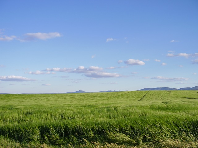 campo de Blancas